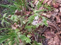 Candy Flower (Claytonia sibirica)