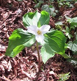 Pacific Trillium (Trillium ovatum)