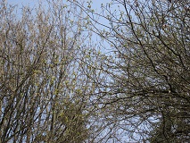 Big Leaf Maple (Acer macrophyllum)