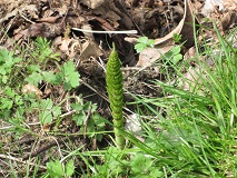 Common Horsetail (Equisetum arvense)