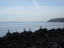 Western Gulls (Larus occidentalis)