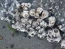 Acorn Barnacles (Balanus glandula)