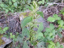 Stinging Nettle (Urtica dioica ssp. gracilis)