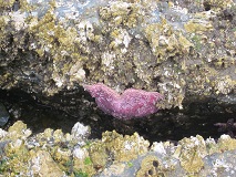 Ochre Sea Star (Pisaster ochraceus)