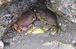 Red Rock Crabs (Cancer productus)