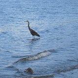 Great Blue Heron (Ardea herodias)