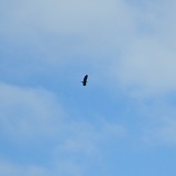 Bald Eagle (Haliaeetus leucocephalus)
