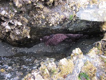 Ochre Sea Stars (Pisaster ochraceus)