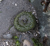 Giant Green Anemone (Anthopleura xanthogrammica)