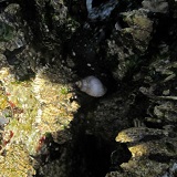 Marine Snail