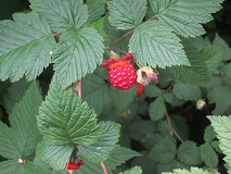 Salmonberry (Rubus spectabilis)