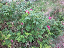 Nootka rose (Rosa nutkana)