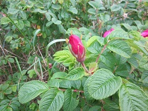 Nootka rose (Rosa nutkana)