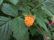 Salmonberry (Rubus spectabilis)