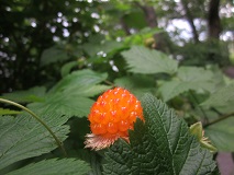 Salmonberry (Rubus spectabilis)