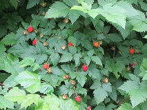 Salmonberry (Rubus spectabilis)