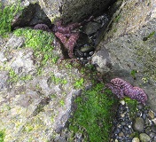 Ochre Sea Stars (Pisaster ochraceus)