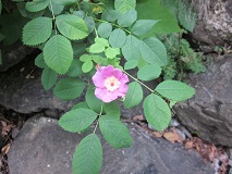 Nootka rose (Rosa nutkana)