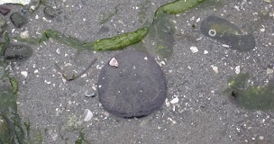 Eccentric Sand Dollar (Dendraster excentricus)