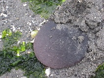 Eccentric Sand Dollar (Dendraster excentricus)
