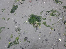 Eccentric Sand Dollar (Dendraster excentricus)