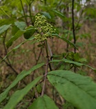 Red Elderberry flower buds(Sambucus racemosa)