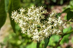 Red Elderberry flowers(Sambucus racemosa)