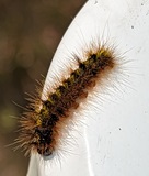 Silver spotted Tiger Moth caterpillar (Lophocampa argentata)