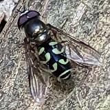 Confusing Conifer Fly (Dasysyrphus intrudens)