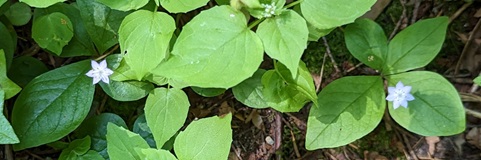 Pacific Starflower (Lysimachia latifolia)