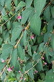 Snowberry (Symphoricarpos albus)