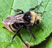 Yellow-faced Bumblebee