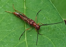 Narrow-winged Longhorn Beetle (Necydalis laevicollis)