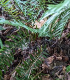 Sword Fern (Polystichum munitum)