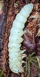 Longhorn Beetle larva