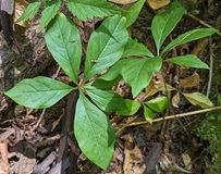 Pacific Starflower (Lysimachia latifolia)