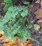 Western Maidenhair Fern (Adiantum aleuticum)