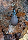 Narrow-collared Snail-eating Beetle (Scaphinotus angusticollis)