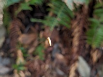 Confusing Conifer Fly larva (Dasysyrphus intrudens)
