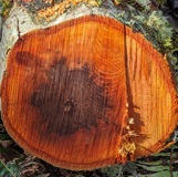Western Red Alder (Alnus rubra)