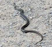 Northwestern Garter Snake (Thamnophis ordinoides)