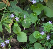 Candy Flower (Claytonia sibirica)