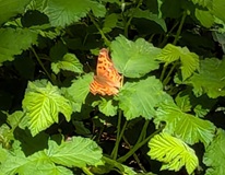 Satyr Comma (Polygonia satyrus)