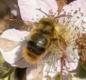 Sitka Bumblebee (Bombus sitkensis)