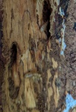 Pacific Dampwood Termite (Zootermopsis angusticollis)