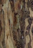 Pacific Dampwood Termite (Zootermopsis angusticollis)