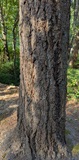 Douglas Fir (Pseudotsuga menziesii)