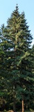 Douglas Fir (Pseudotsuga menziesii)