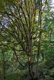 Big Leaf Maple (Acer macrophyllum)