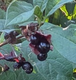 Twinberry Honeysuckle (Lonicera involucrata var. involucrata)